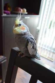 Lost Cockatiel