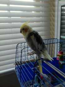 Lost Cockatiel