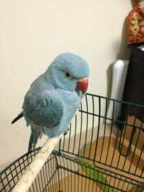 Lost Indian Ringneck Parakeet