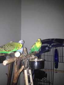 Lost Budgerigar