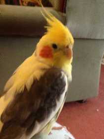 Lost Cockatiel