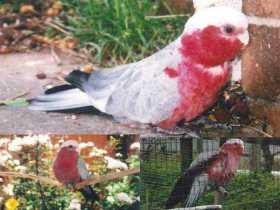 Lost Galah Cockatoo