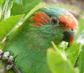 Lost Lory / Lorikeet