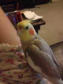 Lost Cockatiel