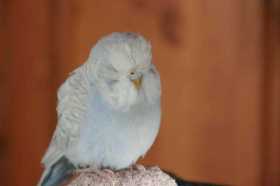 Lost Budgerigar