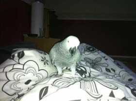 Lost African Grey