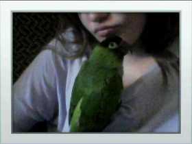 Lost Conure