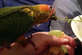 Lost Conure