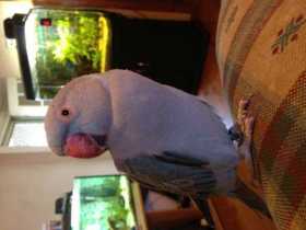 Lost Indian Ringneck Parakeet