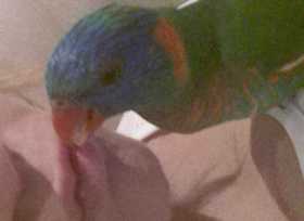 Lost Lory / Lorikeet