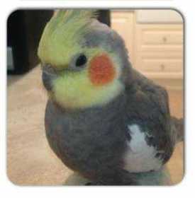 Lost Cockatiel