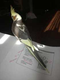 Lost Cockatiel