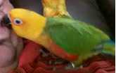 Lost Conure