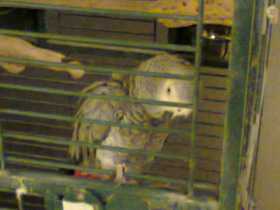 Lost African Grey