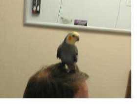 Lost Cockatiel