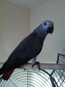 Lost African Grey