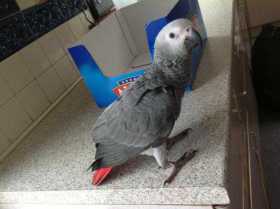 Lost African Grey