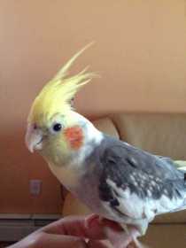 Lost Cockatiel