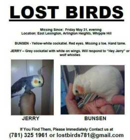 Lost Cockatiel