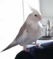 Lost Cockatiel