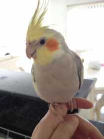 Lost Cockatiel