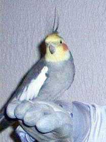 Lost Cockatiel