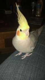 Lost Cockatiel