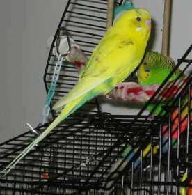 Lost Parakeet