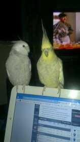 Lost Cockatiel