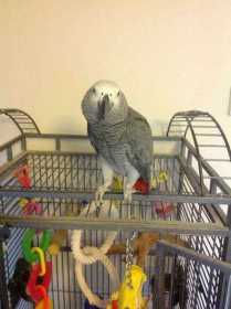 Lost African Grey