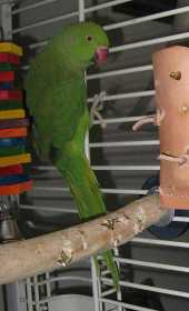 Lost Indian Ringneck Parakeet