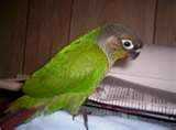 Lost Conure