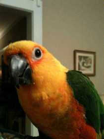 Lost Conure