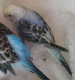 Lost Budgerigar