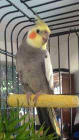 Lost Cockatiel