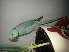 Lost Indian Ringneck Parakeet