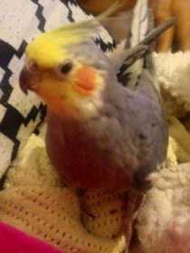 Lost Cockatiel