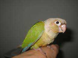 Lost Conure