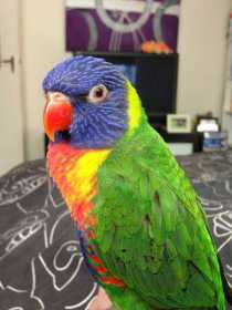 Lost Lory / Lorikeet