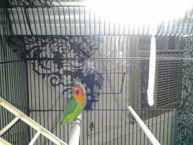 Lost Lovebird