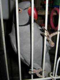 Lost Indian Ringneck Parakeet