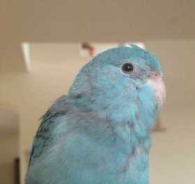 Lost Parrotlet