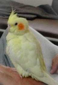 Lost Cockatiel