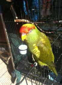 Lost Lory / Lorikeet