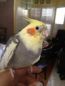 Lost Cockatiel