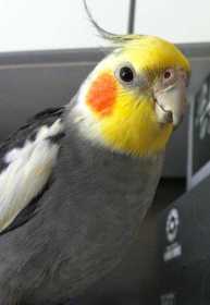 Lost Cockatiel