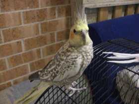 Lost Cockatiel