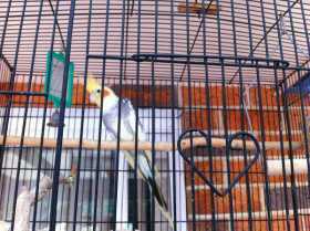 Lost Cockatiel