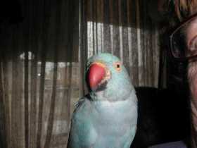 Lost Indian Ringneck Parakeet