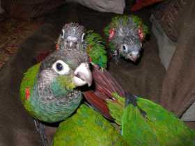 Lost Conure